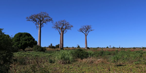 MADAGASCAR DICEMBRE