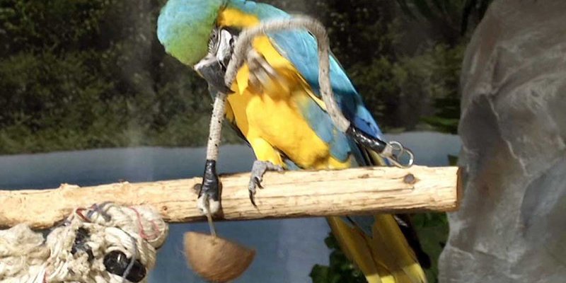 pombia