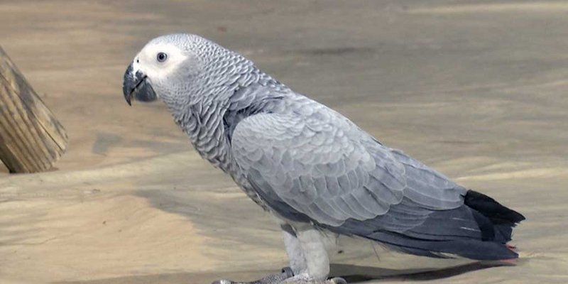 pombia