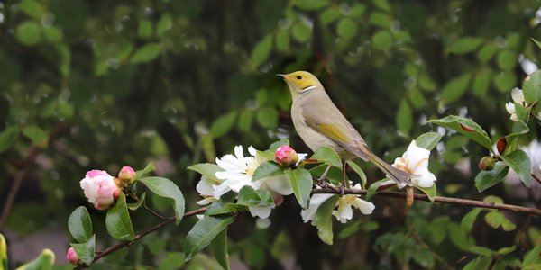 Fioritura delle Camelie di Locarno