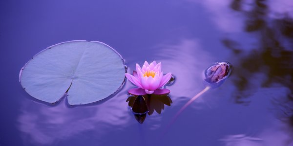 MANTOVA Navigazione tra i fiori di Loto