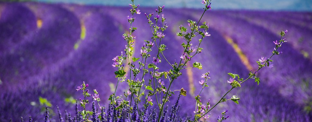 lavanda