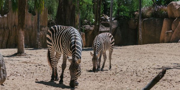 Safari Park - Pombia