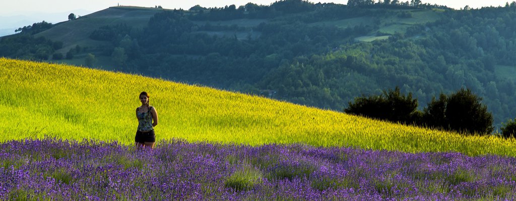 lavanda