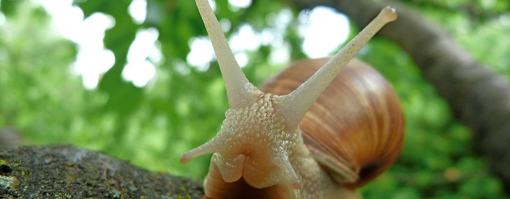 LUMACA